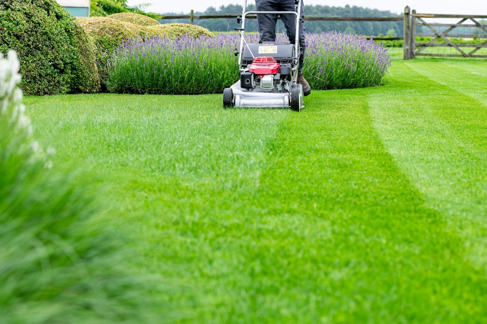 Pelouse tondue jardin résidentiel